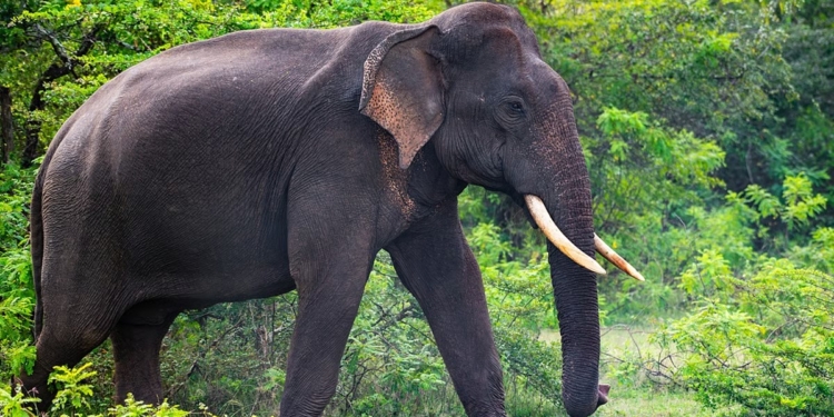 ಕಾಡಾನೆ ದಾಳಿ ಮಹಿಳೆ ಬಲಿ