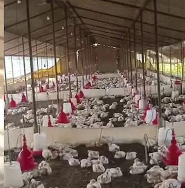 140 ಕೋಳಿಗಳನ್ನು ಬಲಿ ಪಡೆದ ಮದುವೆಯ ಡಿ.ಜೆ. ಸದ್ದು