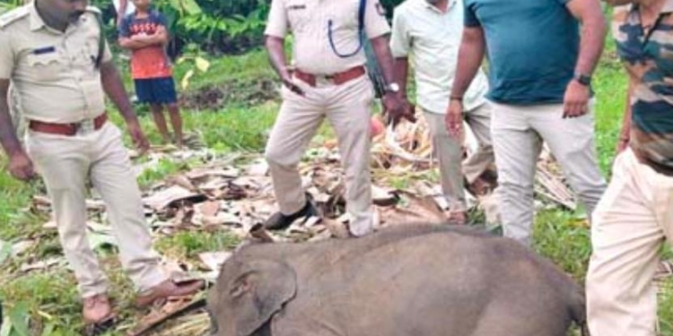 ಬೆದ್ರುಪಣೆಯಲ್ಲಿ ಮರಿಯಾನೆಯ ಮೃತದೇಹ ಪತ್ತೆ