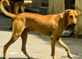 ಮೂರು ವರ್ಷದ ಮಗುವಿನ ಮೇಲೆ ಬೀದಿ ನಾಯಿ ದಾಳಿ
