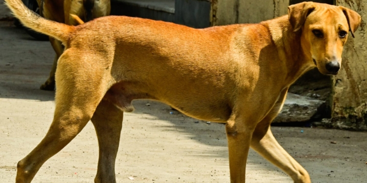 ಮೂರು ವರ್ಷದ ಮಗುವಿನ ಮೇಲೆ ಬೀದಿ ನಾಯಿ ದಾಳಿ