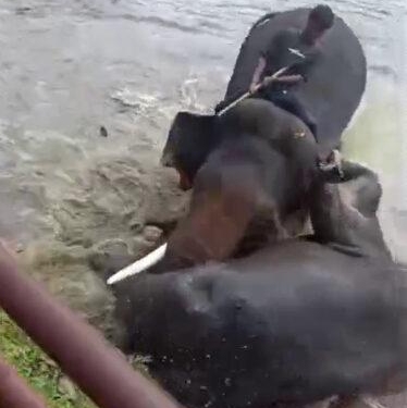 ದುಬಾರೆ ಪ್ರಕರಣ: ಇಬ್ಬರು ಅರಣ್ಯಾಧಿಕಾರಿಗಳ ವಿರುದ್ಧ ಕೇಸ್
