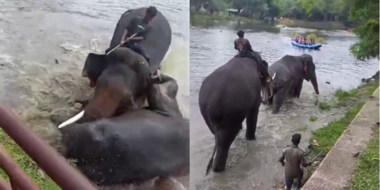ದುಬಾರೆ ದುರಂತ : ಇನ್ನು ಆನೆಗಳ ಬಳಿಗೆ ಹೋಗಲು ಇಲ್ಲ ಅವಕಾಶ